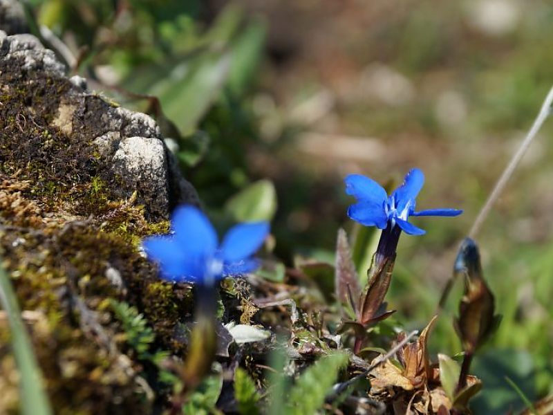 Botanische Wanderung zu Bergblumen, Heilkräutern und Giftpflanzen 