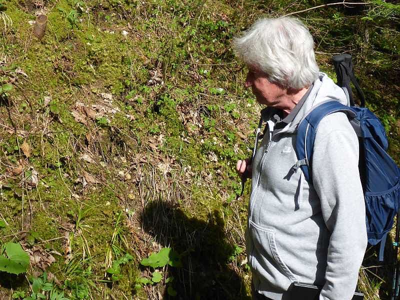 Botanische Wanderung zu Bergblumen, Heilkräutern und Giftpflanzen