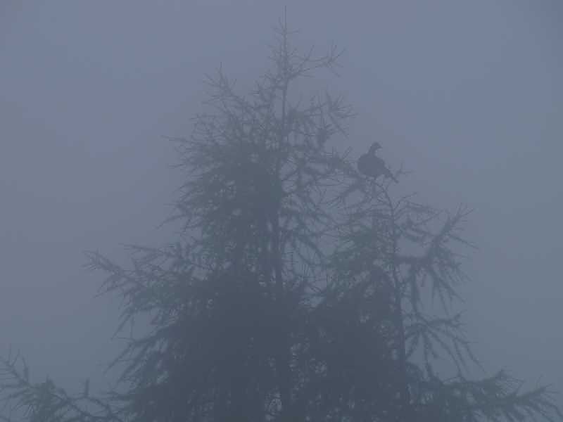 Eine schaurig schöne Nebelwanderung zum Straubinger Haus