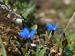 Botanische Wanderung zu Bergblumen, Heilkräutern und Giftpflanzen 