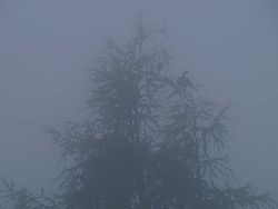 Eine schaurig schöne Nebelwanderung zum Straubinger Haus